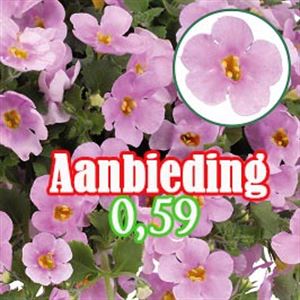 Afbeelding van Bacopa P12 "Actie" Pink